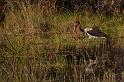 131 Okavango Delta, jonge zadelbekooievaar